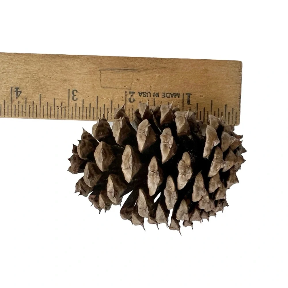 Organic Pine Cones Craft Supply Fall Decor Firestarters Hand Picked Lot 25